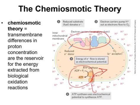 Biochemistry Chapter 19 Oxidative Phosphorylation Flashcards Quizlet