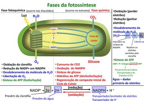 Fase Escura Da Fotossintese - Fotossíntese-esquema completo - Fases da fotossíntese Fase fotoquímica ...
