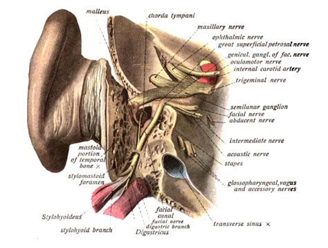 Sobotta 1909 Fig690 Intracranial Portion Of The Facial Nerve English Labels Anatomytool