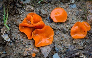 Aleuria Aurantia The Ultimate Mushroom Guide Mushroom Guide Stuffed