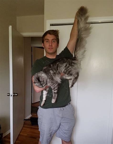 This Fluffy Cat May Have The Worlds Longest Tail Love Meow