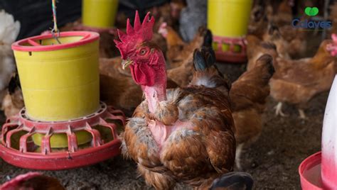 Actualizar Imagen Como Hacer Bebederos Para Pollos De Engorde