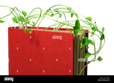 Book With Snow Pea Sprouts Stock Photo Alamy