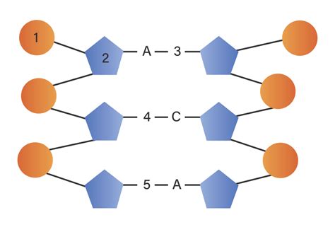 Perhatikan gambar struktur DNA di bawah ini!