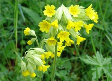 Primevère officinale: Propriétés, Bienfaits, Utilisation - Therapeutes ...