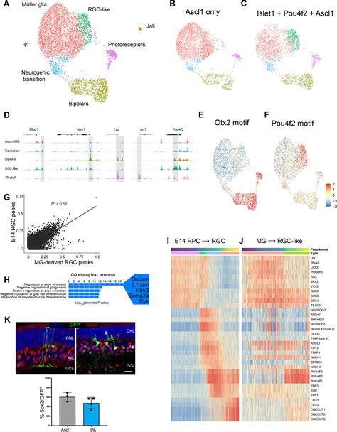 Reprogramming Müller glia to regenerate ganglion like cells in adult