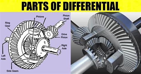 Parts Of Differential And Their Functions Complete Details