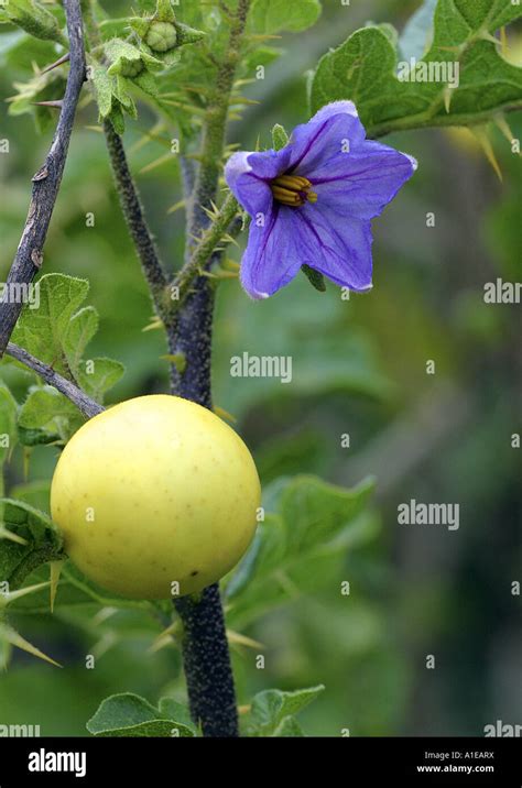 Sodom High Resolution Stock Photography and Images - Alamy