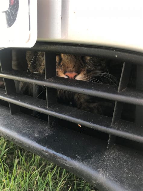 Curious Cat Gets Stuck In Front Vent Of Ford Focus For Two Days