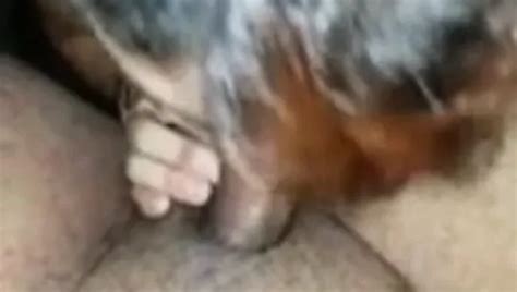 Free Indian Wife Pussy Licked Porn Videos XHamster