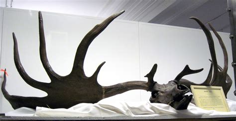 This Giant Deer Species Went Extinct Wielding Ft Antlers