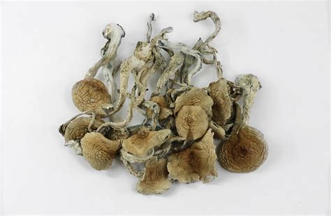 Buy Blue Meanies Mushroom Online Usa Discreet Shroom Shop