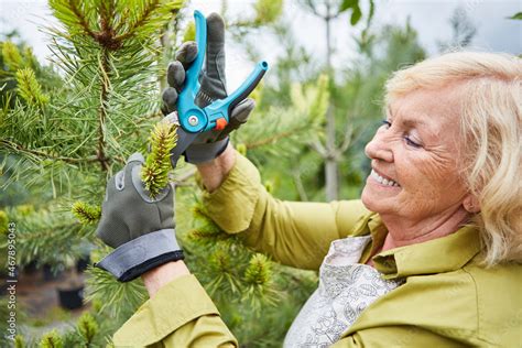 G Rtnerin Mit Gartenschere Beim K Rzen Von Nadelgeh Lz Stock Photo