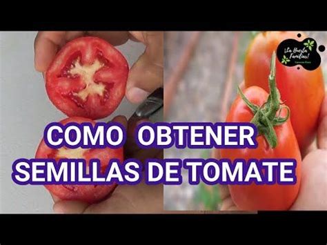 CÓMO CONSEGUIR SEMILLAS DE TOMATE MUY FÁCIL Y CONSEJOS PARA UNA