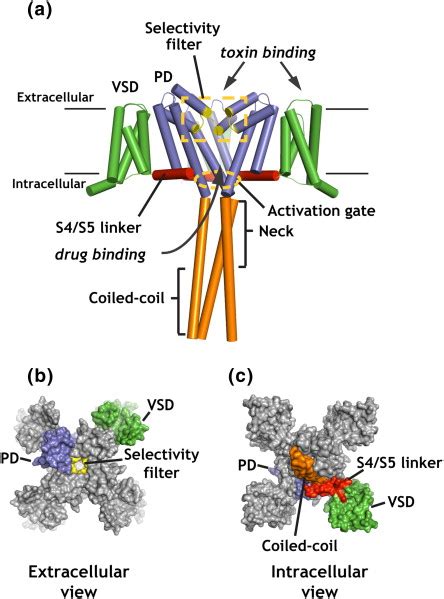 Overall Structure Of Bacnav Channels A Composite Full Length Bacnav