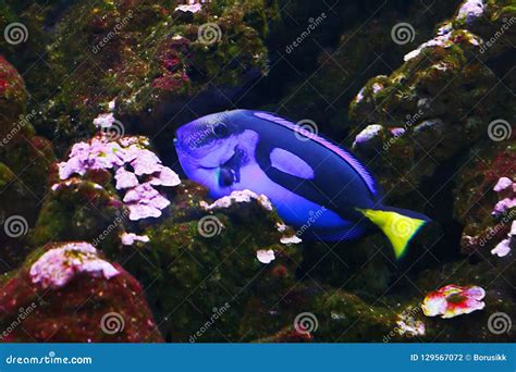 Blue Tang Paracanthurus Hepatus, Also Known As Palette Surgeonfish ...