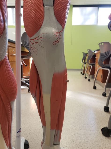 Anterior Lower Limb Muscles Diagram Quizlet