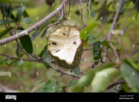 Annona Muricata Guan Bana O Graviola Es Un Rbol De La Familia