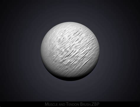 Muscle And Tendon —