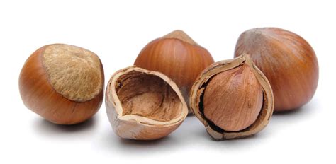 hazel students britannica kids homework