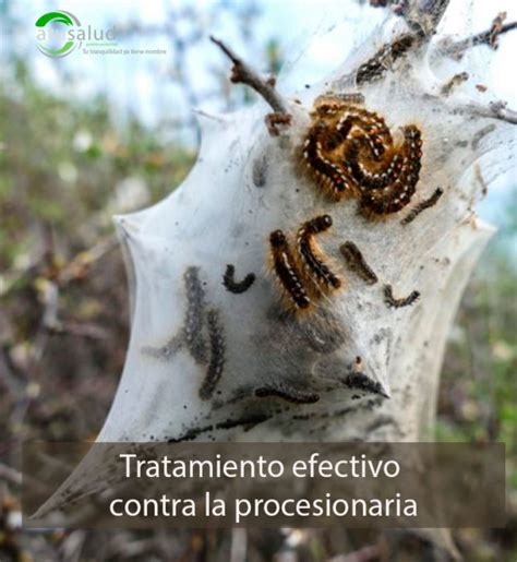 Información sobre Procesionaria del Pino A Tu Salud Ambiental