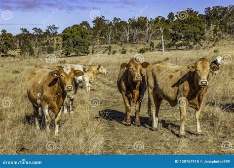 Brahman Cattle Characteristics : / The other characteristics of these ...