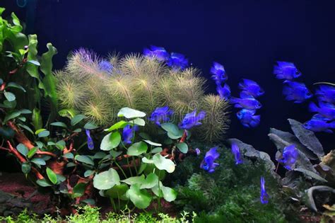Electric Blue Neon Damsel Fish Stock Photo Image Of Water Devil
