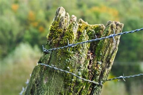 Free Images Tree Nature Forest Grass Branch Barbed Wire Post