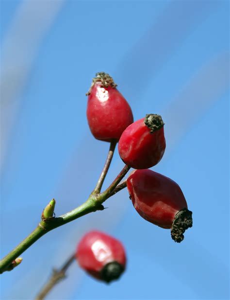 Fotos gratis rama Fruta otoño flor comida rojo Produce flora