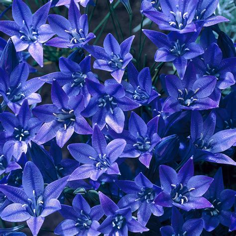 Triteleia Corrina 6cm+ - J Parker Dutch Bulbs (Wholesale) Ltd. (B2B)