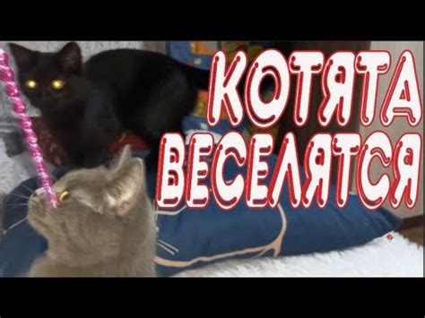 Котятки веселятся! - YouTube