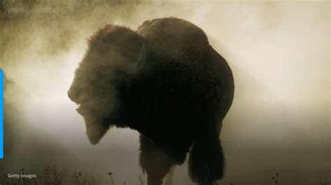 Yellowstone Bison Gores Colorado Man Injuring His Arm