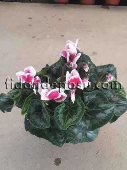 Cyclamen Spp Siklamen Bİtkİsİ