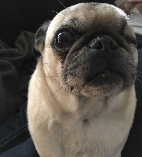 My Pug With Only One Eye Uno