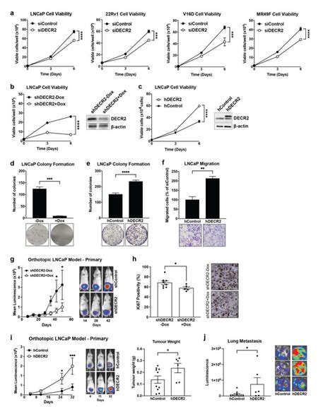 Decr Knockdown Inhibits Prostate Cancer Cell Growth In Vitro And In