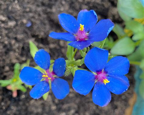 Anagallis Monellii Blue Pimpernel” Sunnyvale Garden