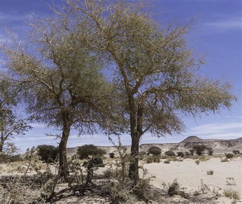 Faidherbia Albida Biodiversité Végétale Du Sud Ouest Marocain