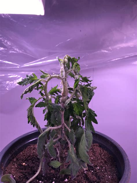 What type of fungus or rot is happening here? | Scrolller