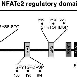 Schematic Representation Of The N Terminal Regulatory Domain Of Nfatc