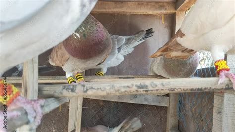 Footage Of Of A Specific Pigeon In A Cage Close Image Of Beautiful