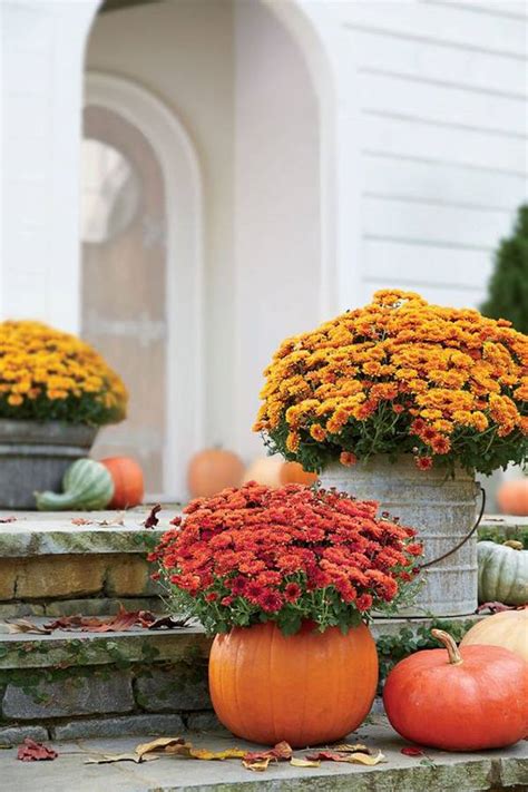 24 Fall Flower Perennial Garden Ideas To Try This Year | SharonSable