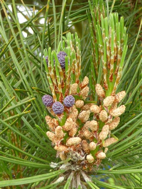 Pinus Sylvestris Watereri Strauch Wald Kiefer Van Den Berk