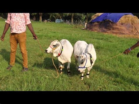 Miniature Punganur Cute Looking Very Short Indian Cow Breed