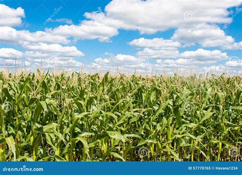 Landscape Of Corn Field With Blue Sky Stock Image Image Of Natural