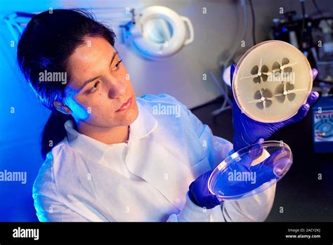 Antibiotic Susceptibility Research Microbiologist Holding Up A Petri