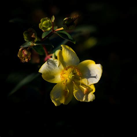 135mm lens club - Page 89 - PentaxForums.com