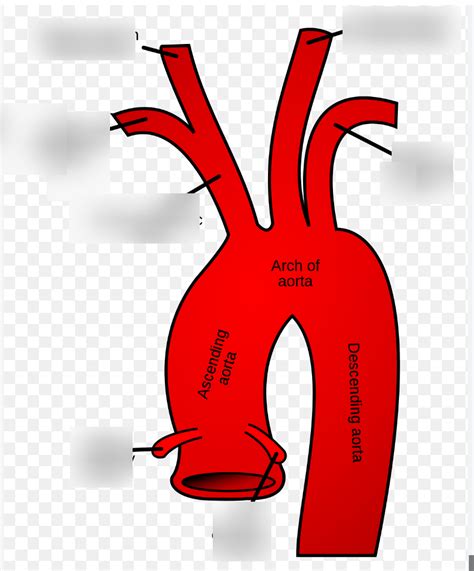 Aortic Arch Diagram Quizlet