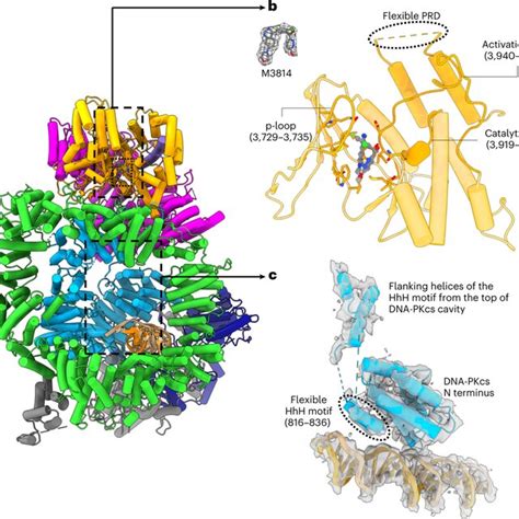 The Structure Of Dna Pk In The Active State Defined By Cryo Em A B Two