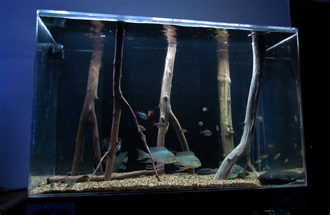 Plans For A Blackwater Tank Tropical Fish Keeping Aquarium Fish