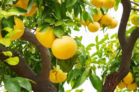 The Complete Guide To Grapefruit Tree Care Minneopa Orchards